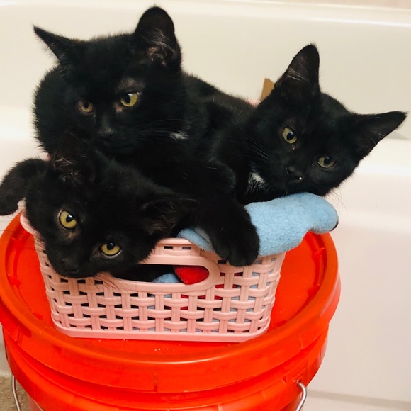 Kittens ๐ป๐ป๐ป - Picture 13 of 16